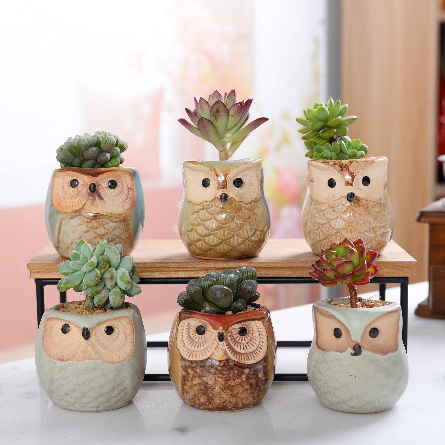 6-Piece Owl Ceramic Succulent Planter Set