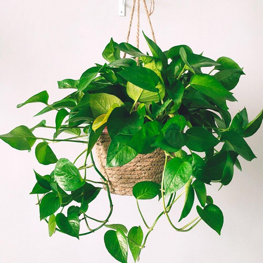 Woven Hanging Planter Basket